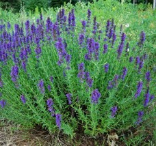 Hyssop Seeds 500+ Common Herb Heirloom Perennial Non-Gmo Fresh Garden - £4.69 GBP