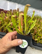 Sarracenia &#39;Bug Bat&#39; - Red‑Hooded Carnivorous Pitcher Plant- Sarracenia ... - $18.78