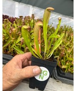 Sarracenia &#39;Bug Bat&#39; - Red‑Hooded Carnivorous Pitcher Plant- Sarracenia ... - $351.59 MXN