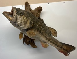 Taxidermy Trophy Largemouth Bass Mount Real Skin Game Fish Wooden 10+ Pounds - $199.95