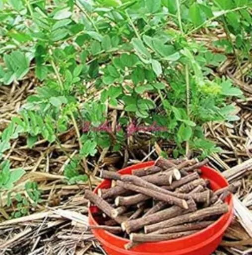 US Seller Glycyrrhiza Glabra Seeds 30pcs Licorice Root Seeds Flower Bons... - £7.63 GBP