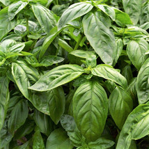 Seeds Fresh Sweet Large Leaf Italian Basil Herb Basilic Genovese - $9.90