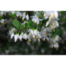 Styrax wilsonii (Wilson&#39;s Snowbell) 2 Year Old live plant 2-3 Ft Tall - £28.44 GBP