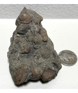 Fossilized Mollusks Gastropods and Bivalves Fossil Clams Washington State - $368.96 MXN