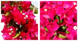 Live Bougainvillea Well Rooted VERA LYNN starter/plug plant Gardening - £32.95 GBP