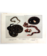 1927 Venomous Snakes North America Art Plate Color Book Print Wildlife F14C - $24.99