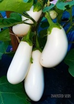 White Casper Eggplant HEIRLOOM 30+ seeds High Yield 100% Organic Grown in USA - £3.06 GBP