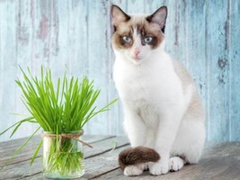 Oat Seeds Cat Tortoise And Pet Grass Avena Sativa C22 - £5.17 GBP