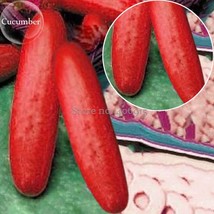 Fresh Hmong Red Cucumber Cucumis Sativus 20 Seeds Edible Organic Vegetables E368 - £10.67 GBP