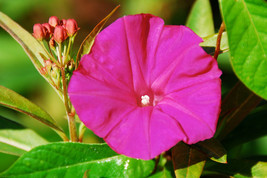 Morning Glory Scarlet Ohara Deep Pink Flower Vine 65 Seeds USA Fast Shipping - $12.99