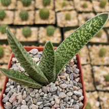 2 inch cactus Gasteria verrucosa Cacti Succulent real live plant - £21.53 GBP