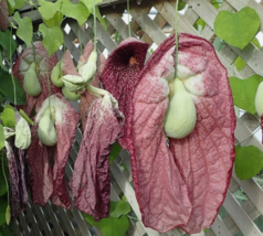 5 Pc Seeds Aristolochia Grandiflora Plant, Pelican Flower Seeds for Planting |RK - £19.92 GBP