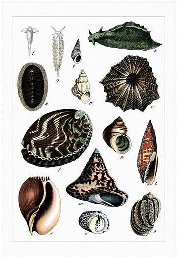 Collected Shell Specimens 20 x 30 Poster - Home Décor