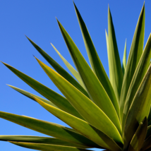 Agave tequilana - £7.38 GBP