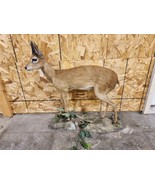 Full Bush Duiker Standing Mount Taxidermy - £557.70 GBP