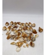Beautiful Lot Of 46 Conch  Sea Shells 2-3.5&quot;  Beach Decor Crafts Coastal - £31.49 GBP