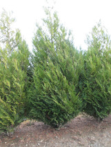 Thuja Plicata &#39;Virescens&#39; Western Red Cedar- A Substitute For Leyland Cy... - £14.67 GBP+