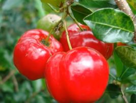 Barbados Cherry 1 foot tall Live Starter Plant &quot;Acerola&quot; Cherry - $31.99