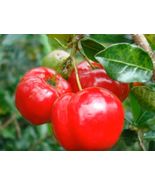 Barbados Cherry 1 foot tall Live Starter Plant &quot;Acerola&quot; Cherry - £25.15 GBP