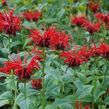 Monarda Seeds Monarda Panorama Red Shades 50 Thru 500 Seeds Scarlet Bee Balm See - £17.32 GBP