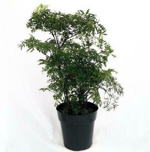 6&quot;Pot Bonsai Japanese Ming Pre Tree Plant Polyscias Indoor Houseplant Best Gift - $101.99