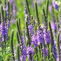 Hoary Vervain Seeds Organic Verbena Stricta Seeds Purple Outdoor Flower Seeds Bu - £7.49 GBP