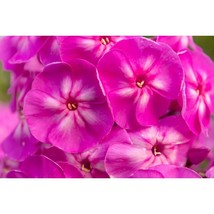 100+ The King Phlox Seeds | Tall Vibrant Blooms for Colorful Gardens - $16.50
