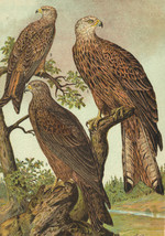 Original Antique Chromolithograph Litho Bird The Red Kite Milvus milvus Aves - £21.34 GBP