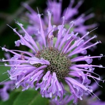 US Seller Hardy Purple Bee Balm Bergamontmonarda Seed Fast Shipping - $11.88