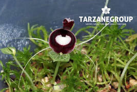 CORYBAS PICTUS MINI MINIATURE TERRESTRIAL ORCHID TUBER - £21.72 GBP