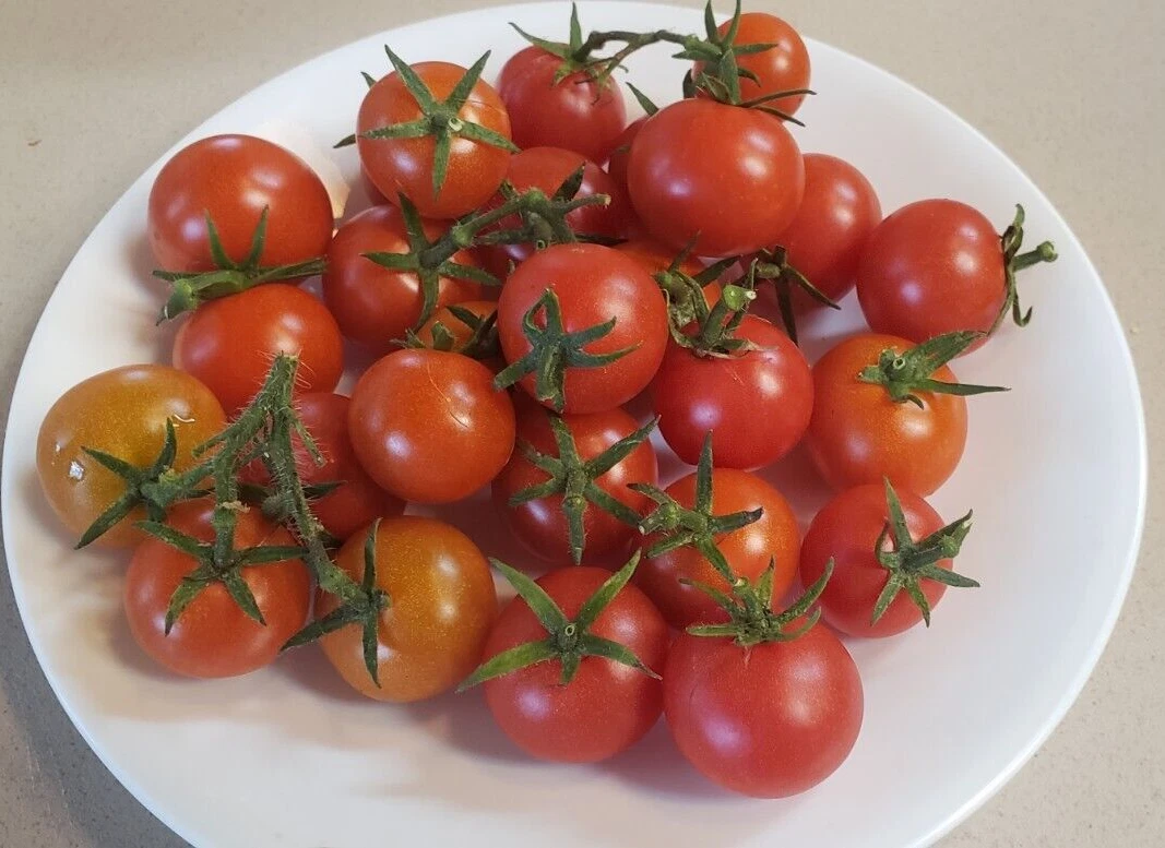 Christmas Grape Cherry Tomato (25 seeds) - - very juicy! - $7.68