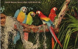 Colorful Macaws Parrot Jungle South Miami, FL. - Postcard  - $5.25