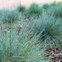 Purple Fescue Grass Festuca glauca Perennial Hardy Ornamental - 300 Seeds - $230.13 MXN