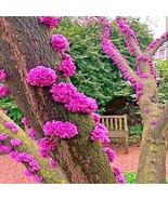 KKG 20Judas Tree Seeds Cercis Siliquastrum Mediterranean Redbud Flowers ... - €11,30 EUR