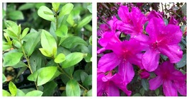 NEW Azalea Formosa Purple (Rhododendron) Pint Plant - $54.99
