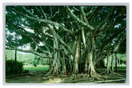 Banyan Tree Ringling Museum Sarasota Florida Postcard Unposted - £3.85 GBP