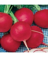 German Giant Radish Seeds 200 Ct Vegetable Garden Fresh Garden - $4.18