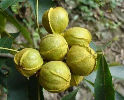 American Pecan 'Nut Walnut' Perennial Plants Longevity Fruits, 10 seeds