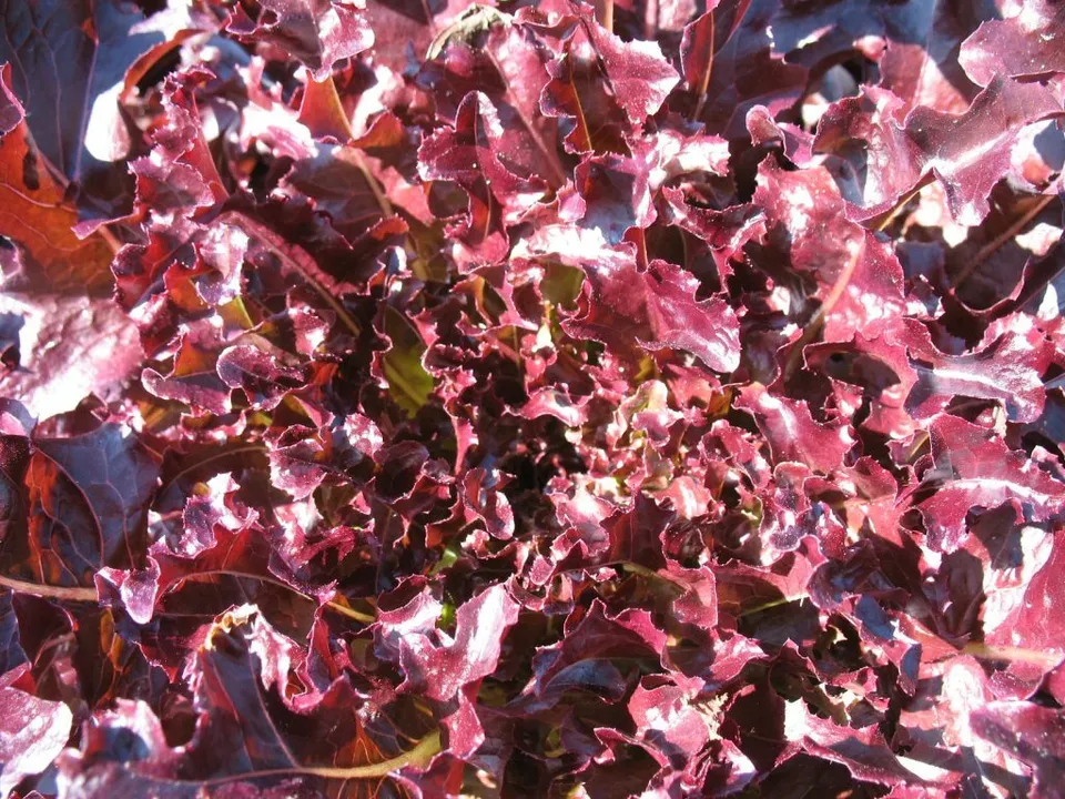Red Salad Bowl Lettuce Vegetable Garden 600 Seeds - £7.66 GBP