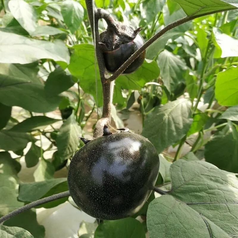 30+Round Black Eggplant Seeds High Yield Tasty - £4.30 GBP