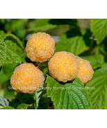 Fall Gold Ever Bearing Raspberry Potted Plants - Large & Sweet Berries this Fall - $405.45 MXN - $5,374.40 MXN