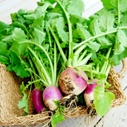 Turnip 2500 Seeds Purple Top White Globe Vegetable Fresh Garden - £9.39 GBP