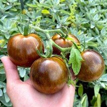 Grow Your Own Cosmic Eclipse Tomatoes - 5 Exotic Seeds, Heirloom Garden Plant, I - £2.76 GBP