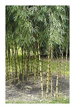 Chusquea culeou hardy bamboo - £2.77 GBP