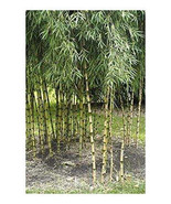 Chusquea culeou hardy bamboo - £2.76 GBP