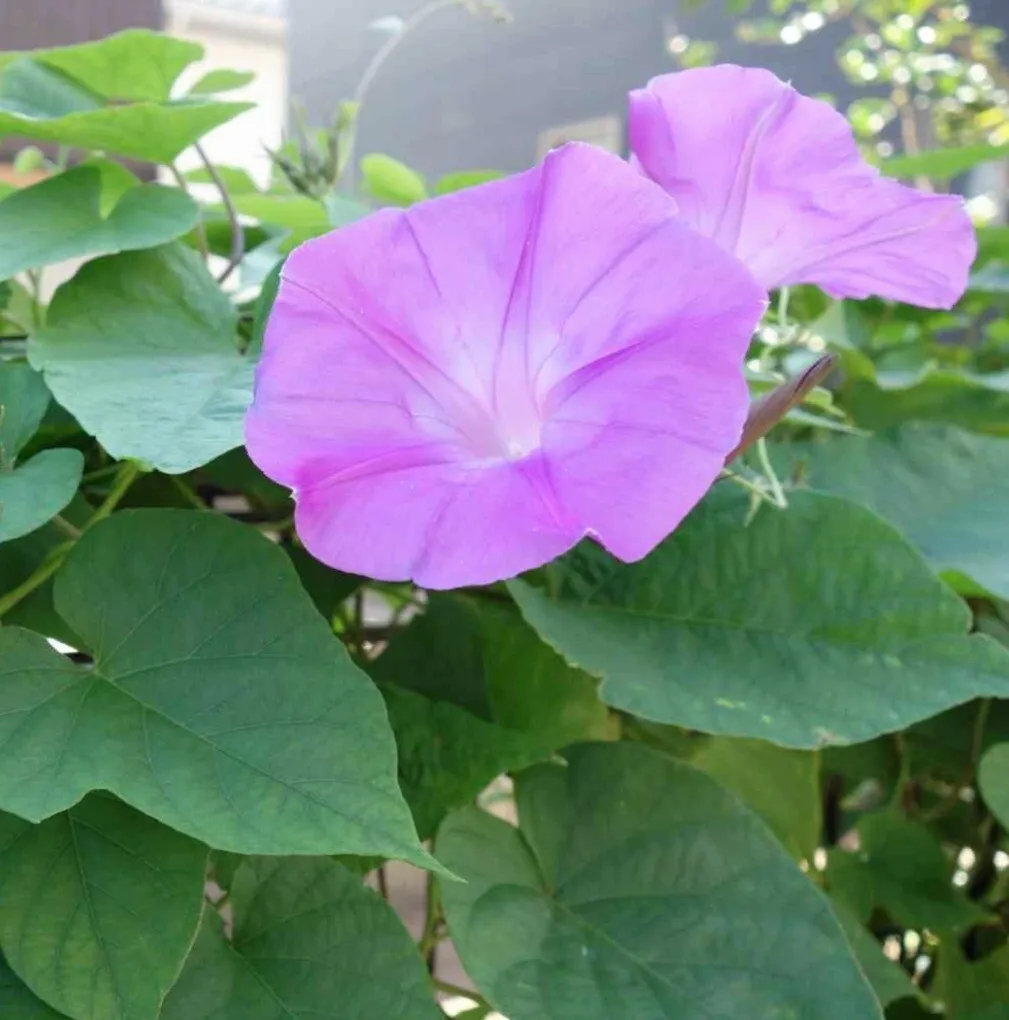 30 Seeds Pink Tievine Ipomoea Cordatotriloba Morning Glory USA Seller - £6.50 GBP