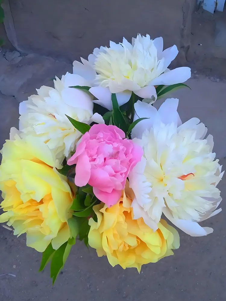 40 seeds Peony - Premium Collection for Stunning Blooms, Mixed &#39;Sanmao&#39; - $12.99