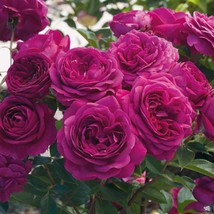 Celestial Night Rose Seeds 10 Per Pack ~~ Within 48 Hrs~~From US  - $8.35