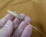 (w32-15) North American Porcupine tail quill Erethizon dorsatum craft su... - $16.82