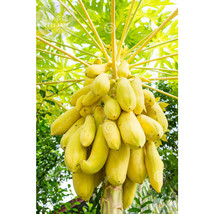 ALGARD 6 Yellow Papaya Tree Female Seeds, Professional , tasty big chest... - $3.70